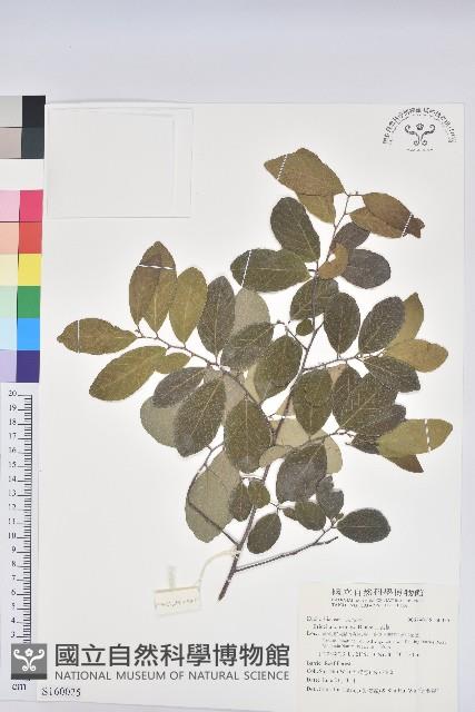 土密樹藏品圖，第1張