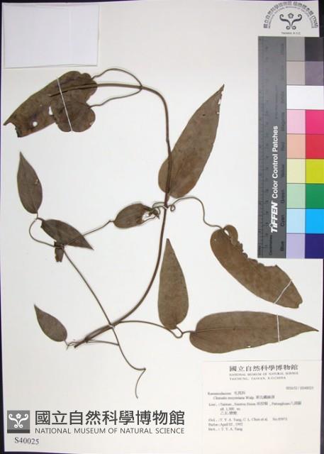 麥氏鐵線蓮藏品圖，第1張