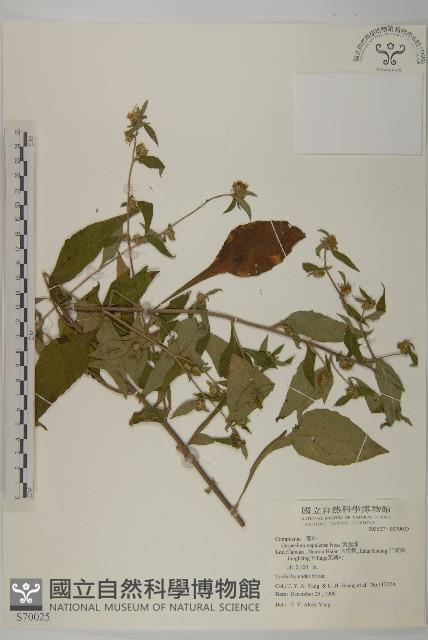 黃金珠藏品圖，第1張