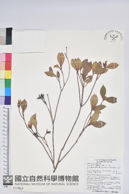 大武杜鵑藏品圖，第1張