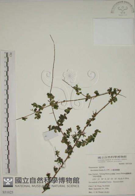 小葉黃鱔藤藏品圖，第1張