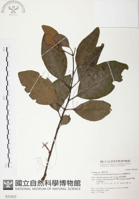 杜鵑桑寄生藏品圖，第1張