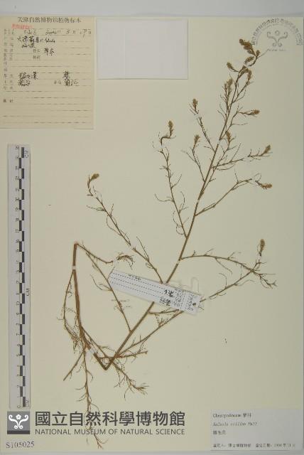 豬毛菜藏品圖，第1張