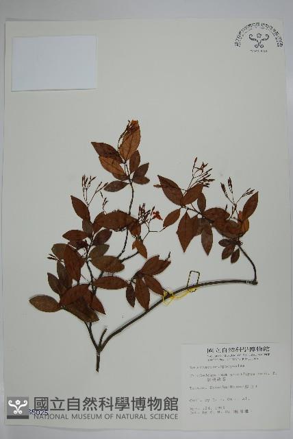 細梗絡石藏品圖，第1張