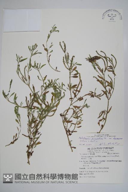 伏毛天芹菜藏品圖，第1張