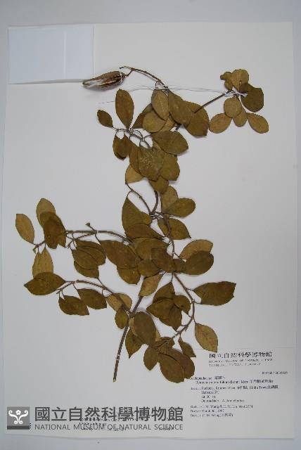 武靴藤藏品圖，第1張