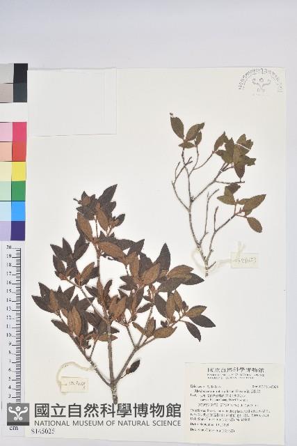 紅毛杜鵑藏品圖，第1張