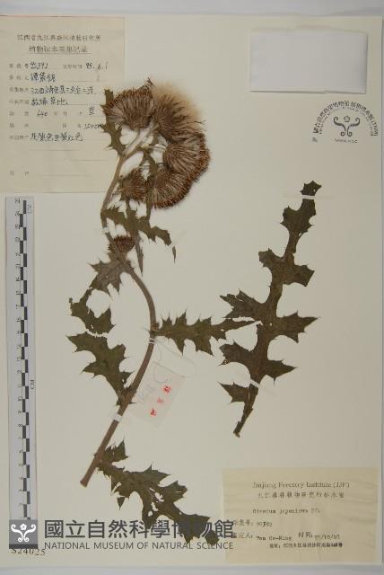 小薊藏品圖，第1張