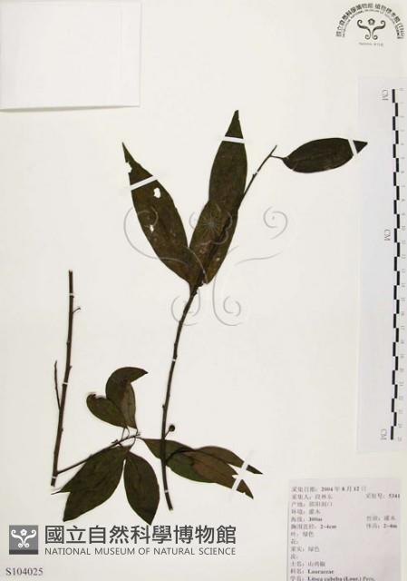 Moutain Spicy Tree Collection Image