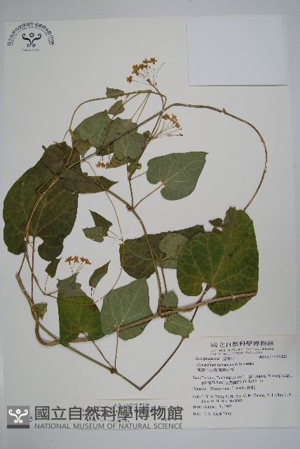 薄葉牛皮消藏品圖，第1張