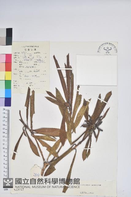 光柱杜鵑藏品圖，第1張