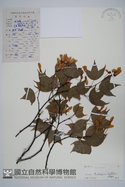 嶺南槭藏品圖，第1張