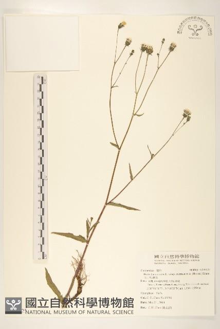 玉山毛蓮菜藏品圖，第1張