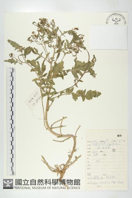 鳳花菜藏品圖，第1張