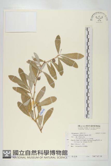 宜梧藏品圖，第1張