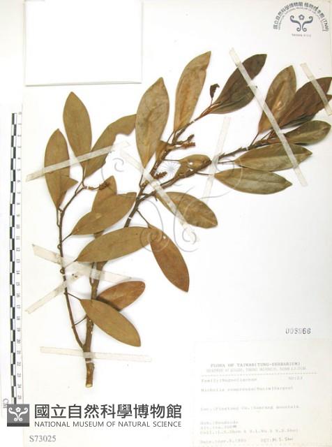 烏心石藏品圖，第1張