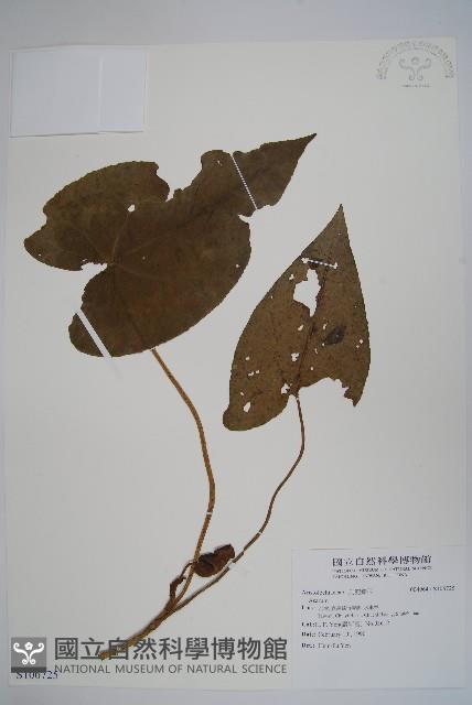 登錄號:S106725藏品圖，第1張