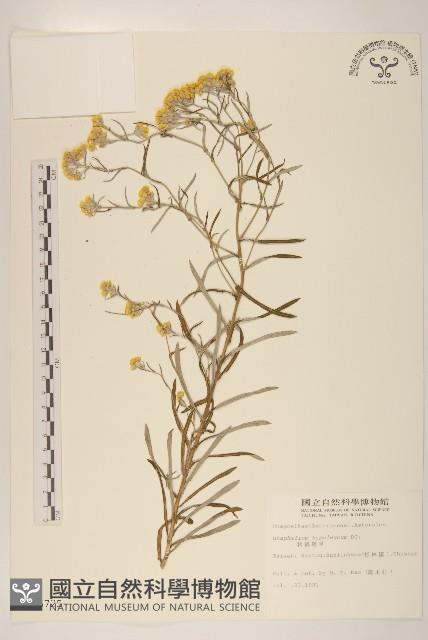 秋鼠麴草藏品圖，第1張