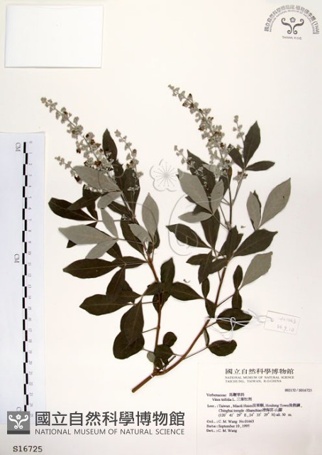 三葉蔓荊藏品圖，第1張