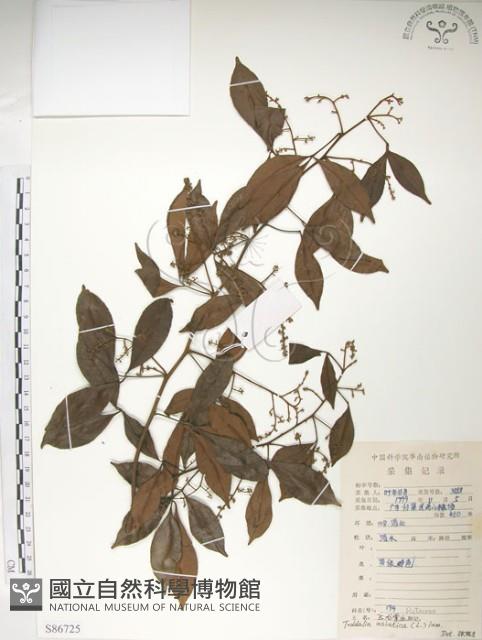 飛龍掌血藏品圖，第1張