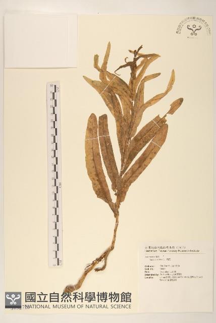 萵苣、蒿菜藏品圖，第1張