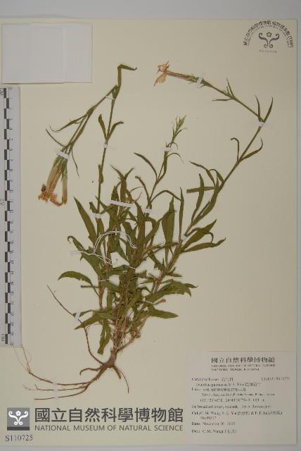 巴陵石竹藏品圖，第1張