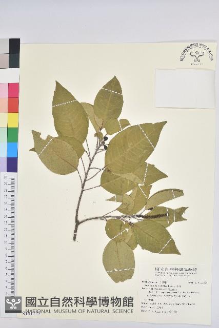 白臼藏品圖，第1張