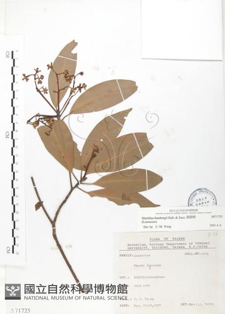 豬腳楠藏品圖，第1張