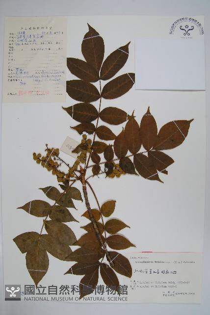 毛漆樹藏品圖，第1張