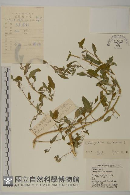 Small goosefoot Collection Image, Figure 1, Total 3 Figures
