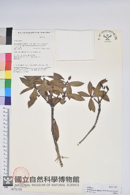 白面杜鵑藏品圖，第1張