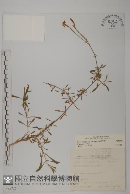 蠅子草藏品圖，第1張