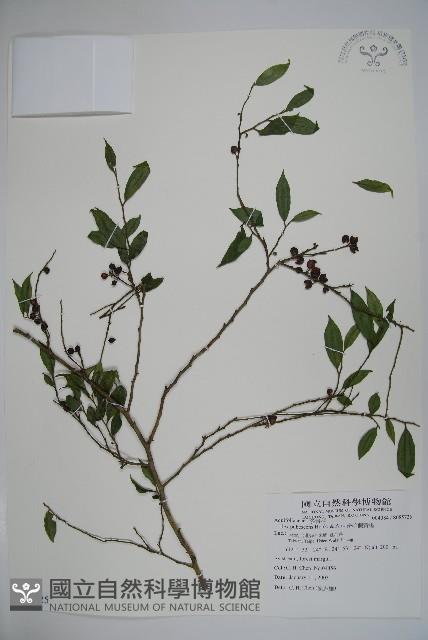 密毛假黃楊藏品圖，第1張