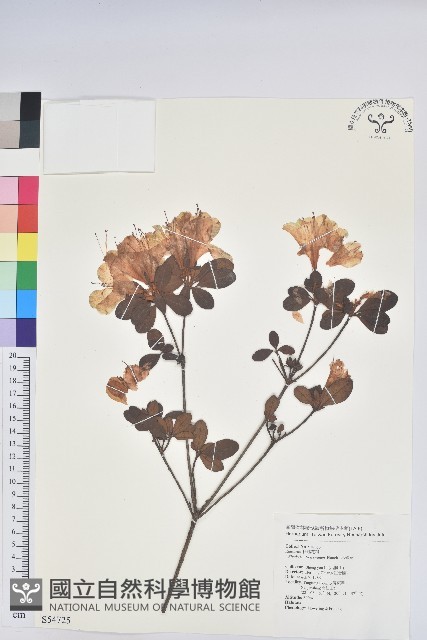 馬銀花藏品圖，第1張