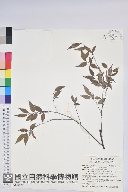 米飯花藏品圖，第1張