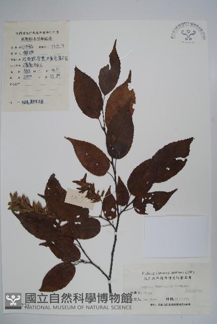 短尾鵝耳櫪藏品圖，第1張