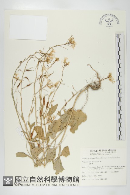 蘿蔔、夢卜藏品圖，第1張