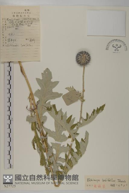 藍刺頭藏品圖，第1張