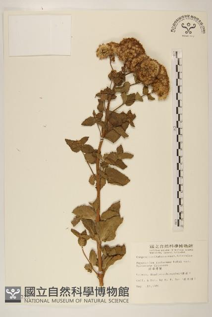 琉球澤蘭藏品圖，第1張