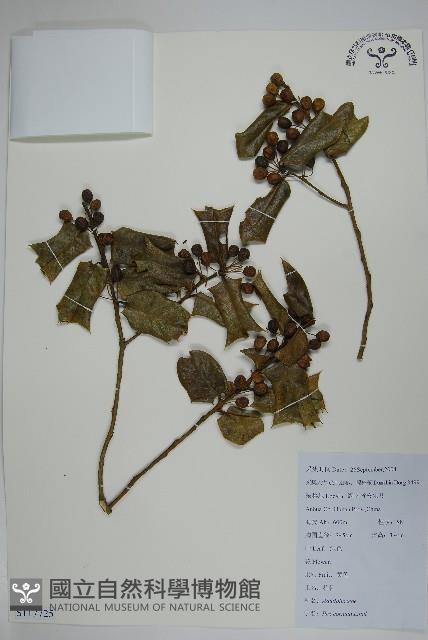 枸骨藏品圖，第1張