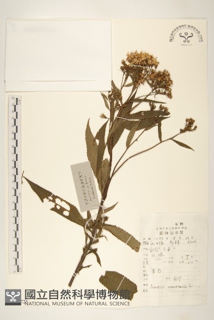 黃菀藏品圖，第1張