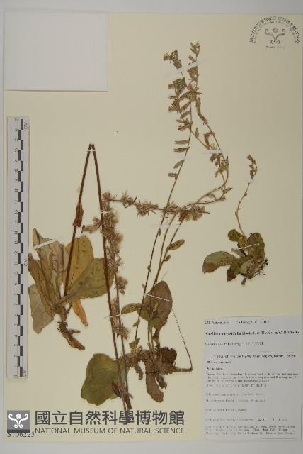 狹葉兔兒風藏品圖，第1張