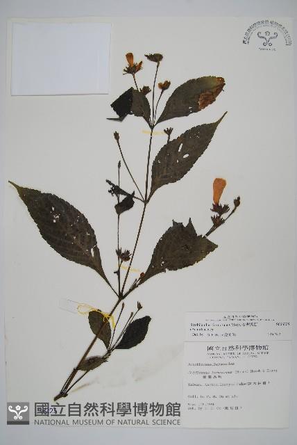 臺灣馬藍藏品圖，第1張