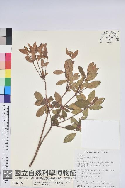 南澳杜鵑藏品圖，第1張