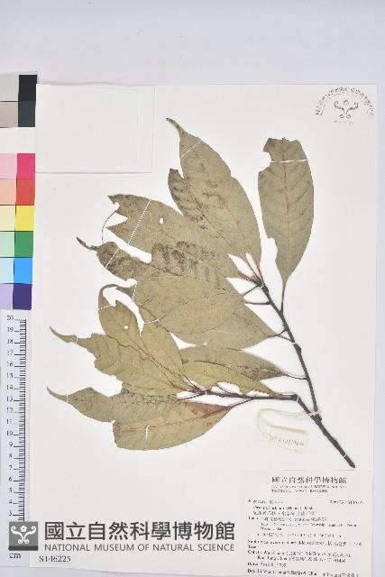 短尾葉石櫟、嶺南柯`東南石櫟藏品圖，第1張