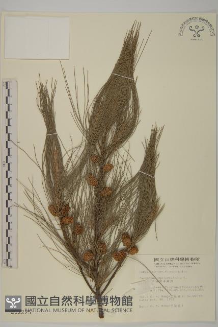 木麻黃藏品圖，第1張