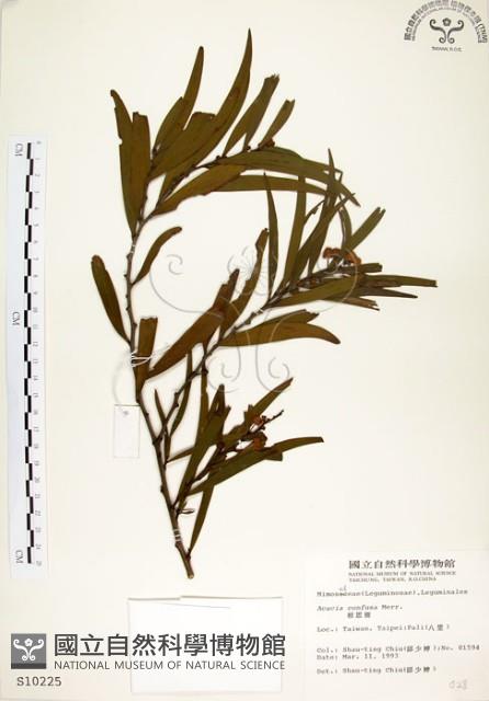 相思樹藏品圖，第1張