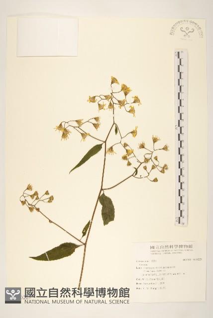 登錄號:S130225藏品圖，第1張