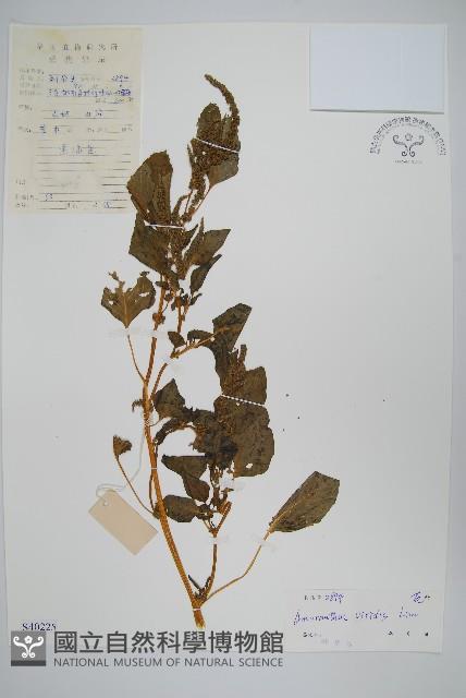 野莧菜藏品圖，第1張