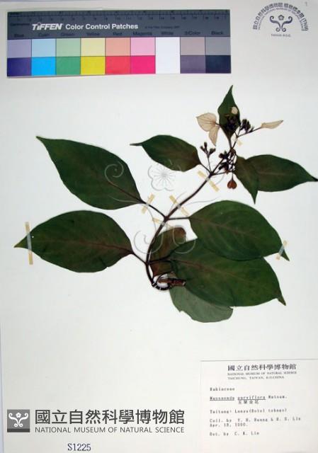 玉葉金花藏品圖，第1張